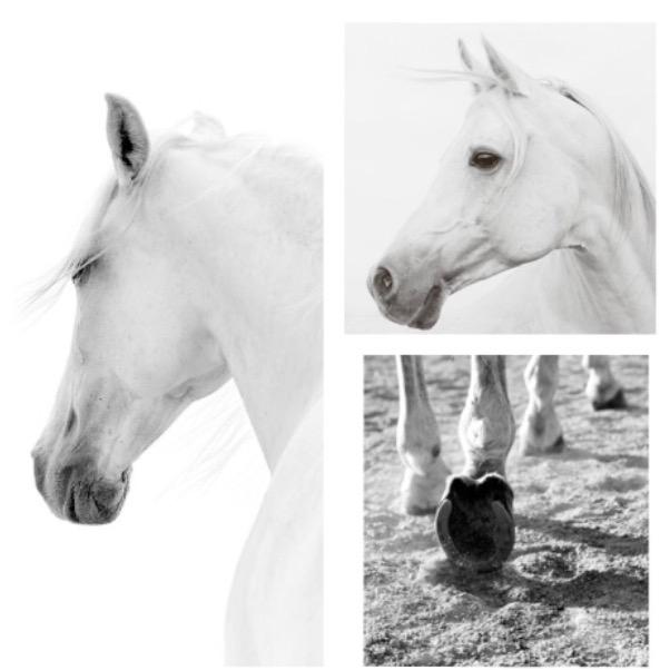 horse_song_edits - Changes